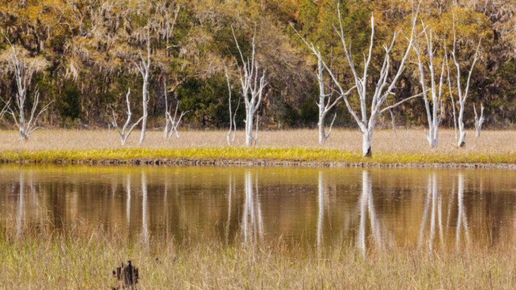 Trees rise from the center of a marsh, surrounded by water and lush greenery.