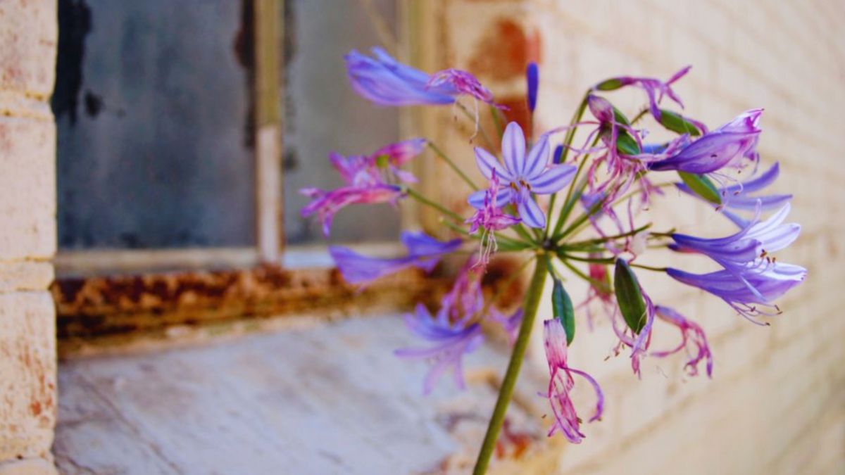A purple flower sits in front of a decaying window, emphasizing the need for replacement.